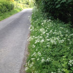 Image of Queen Ann's lace growing by the roadside.