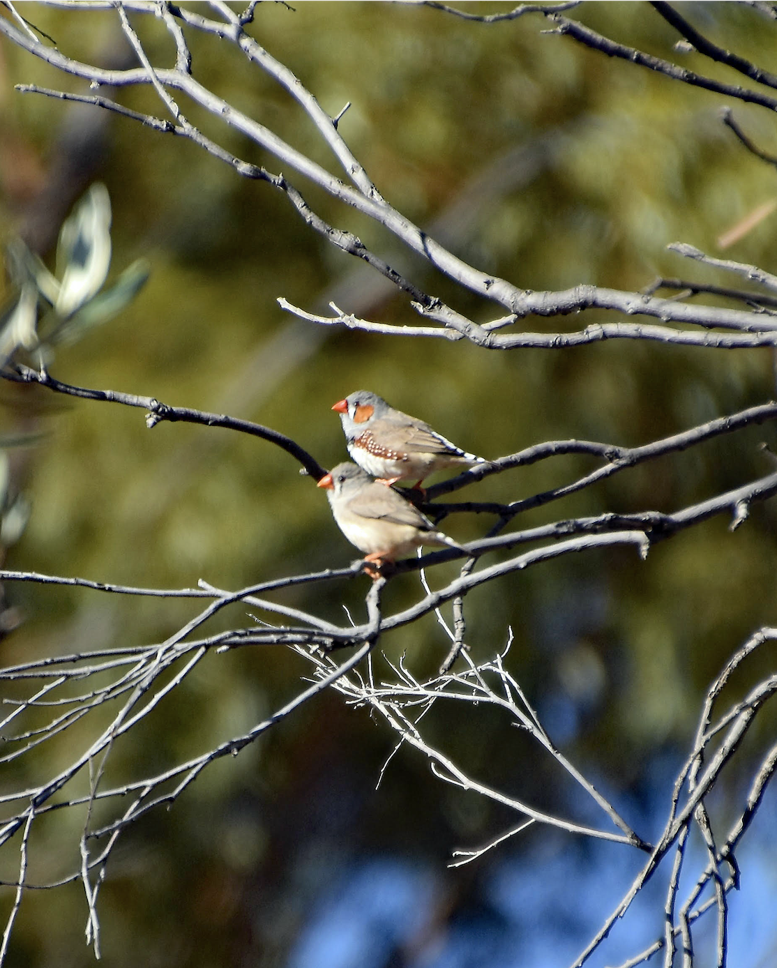 Anticipating, Zebra Finches