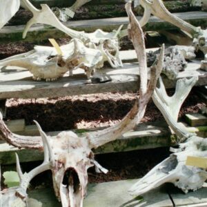 Images of animal skulls.