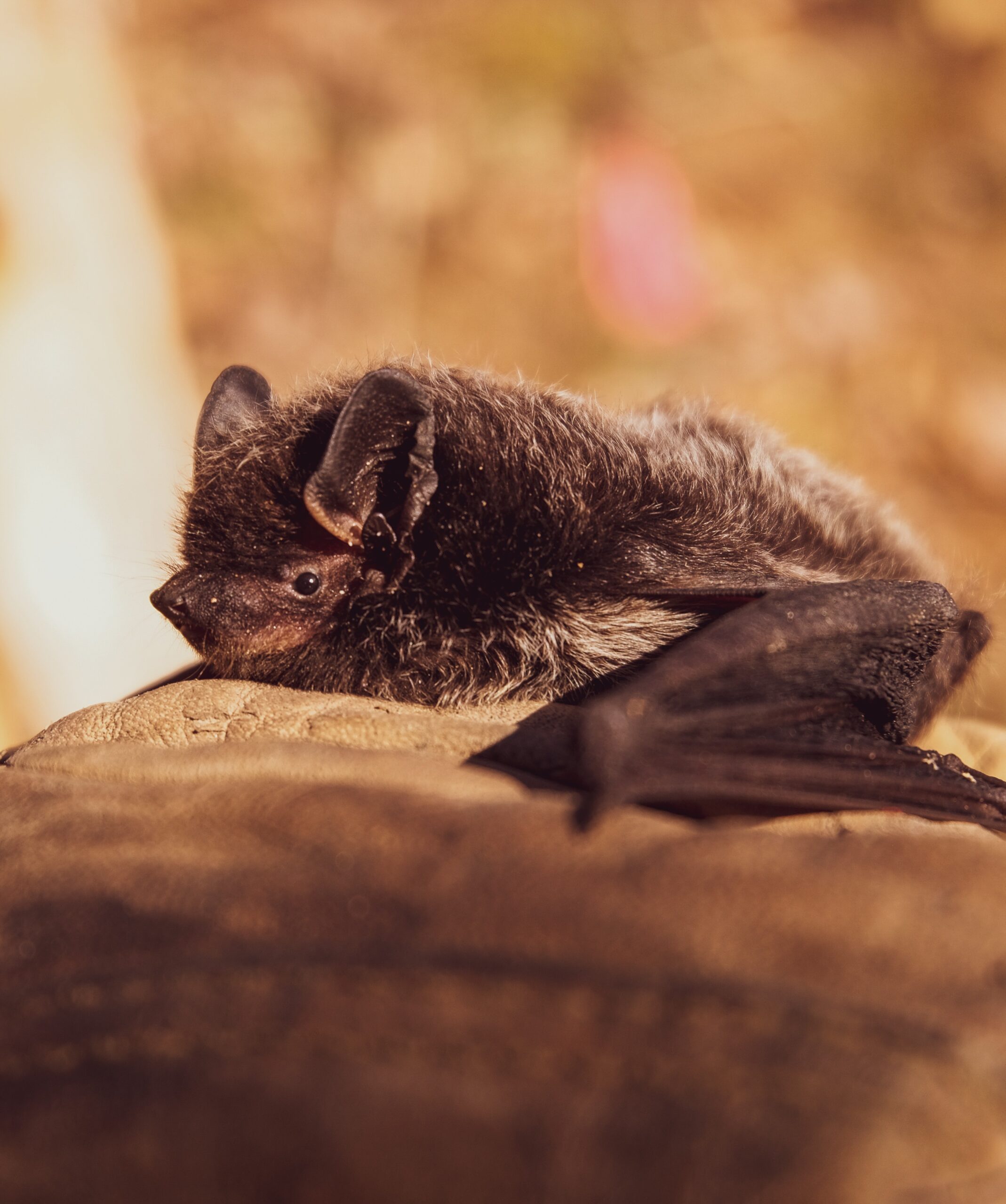 Bat Season in Austin