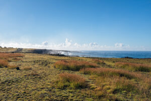 Image of patches of grass growing on a coast with the ocean in the background.