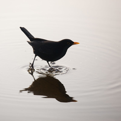 blackbird upon a puddle
