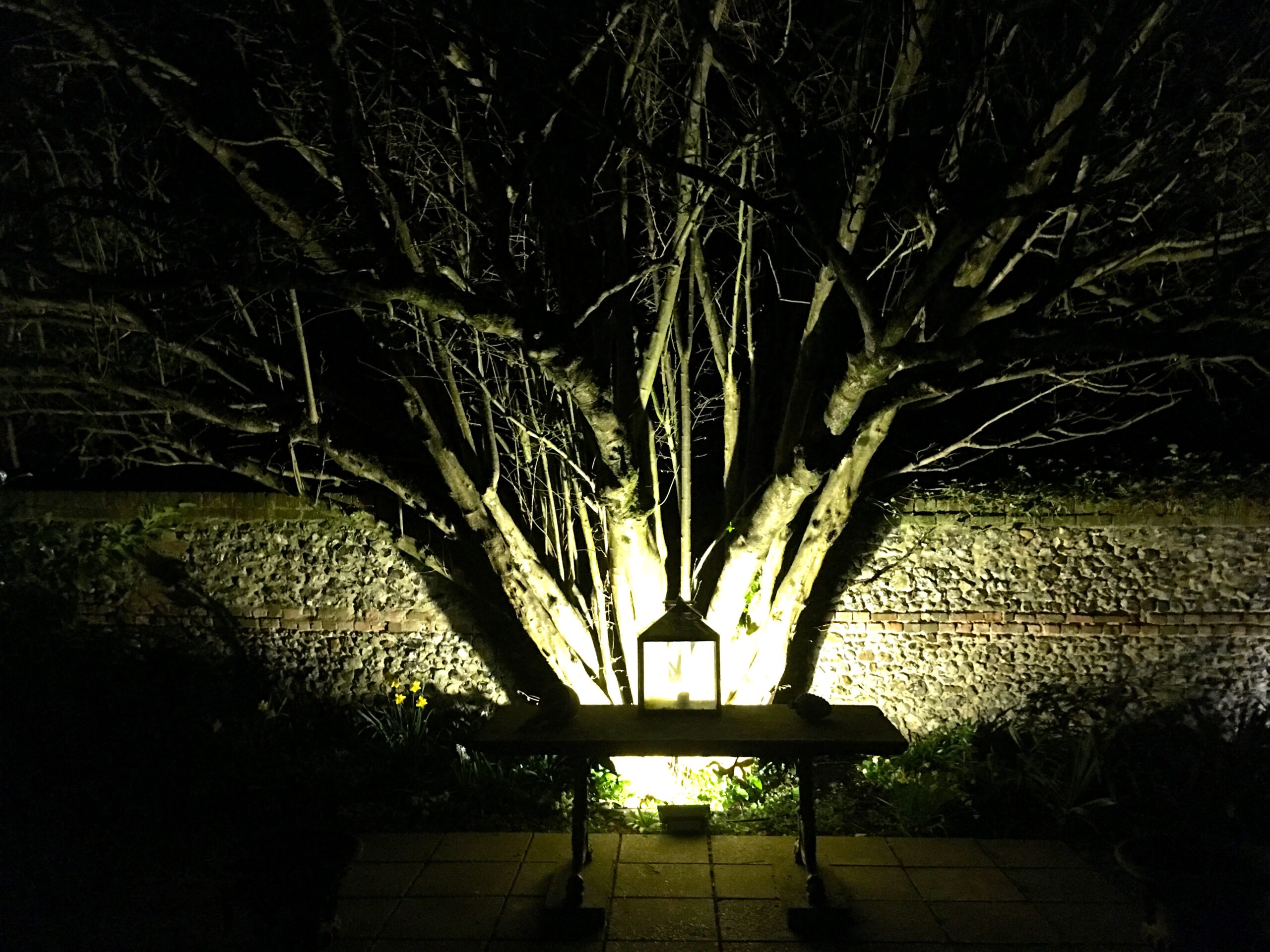 Image of a bench and tree illuminated by a lantern.