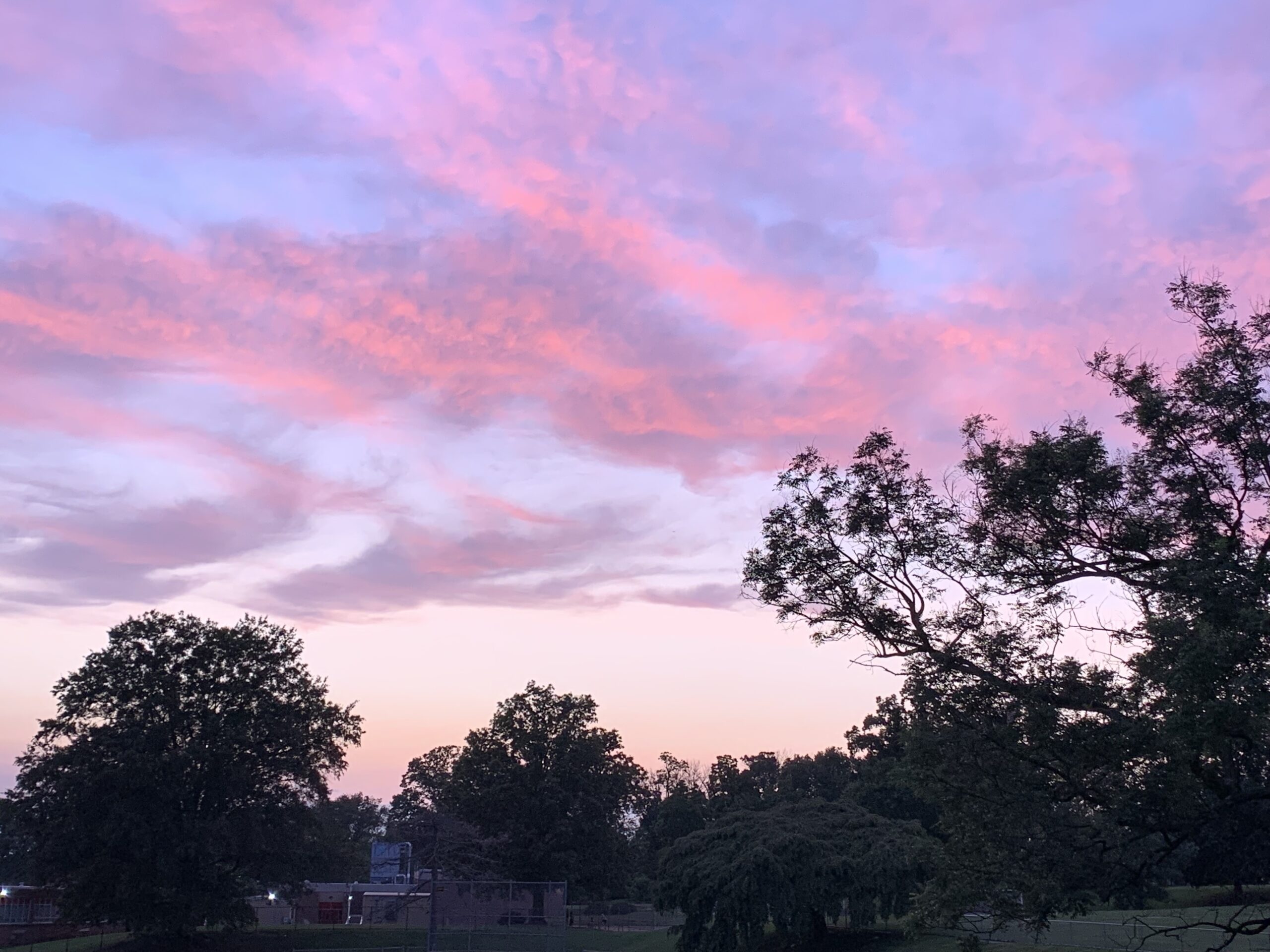 a pink and lilac sky amidst the trees