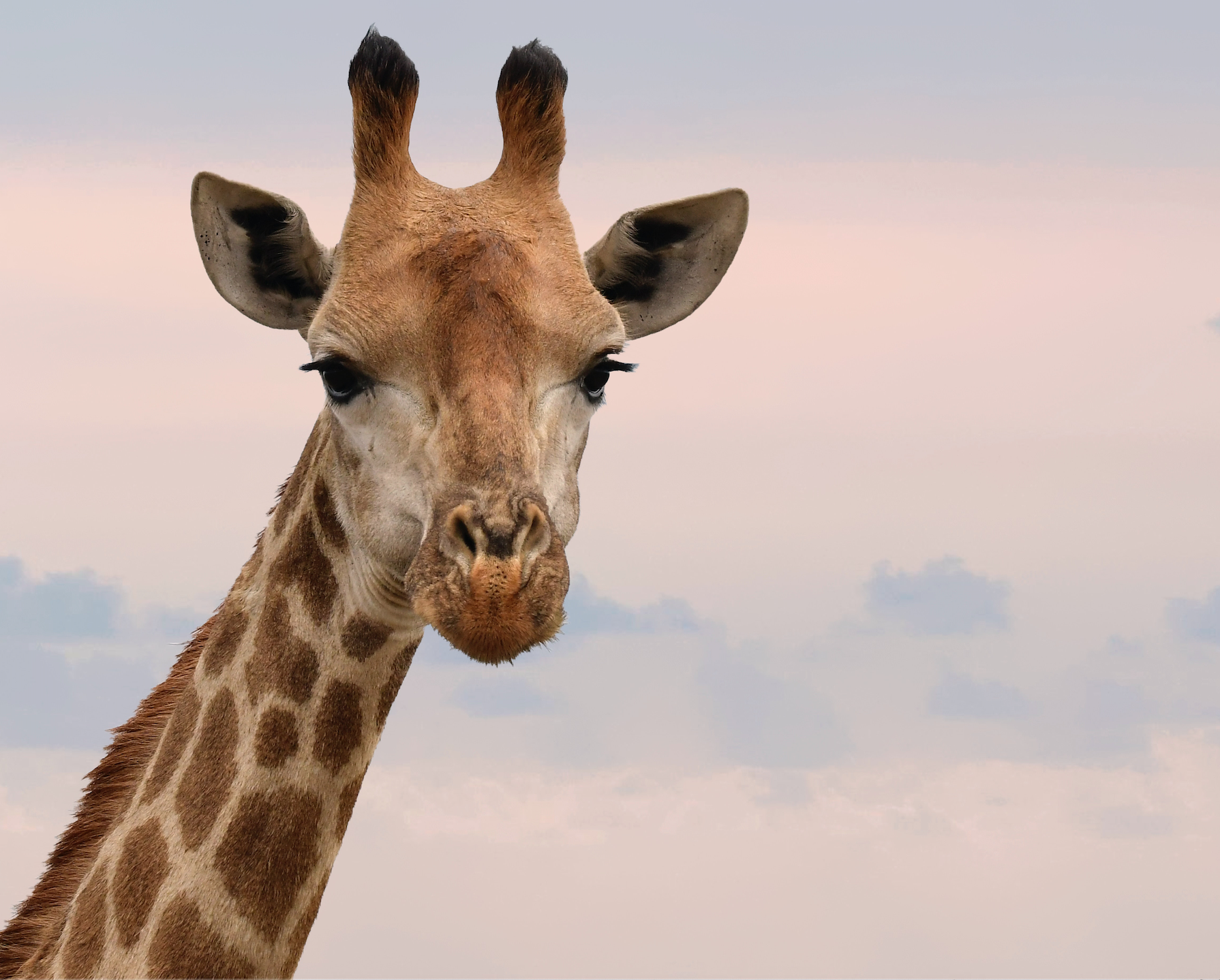 profile of giraffe in color