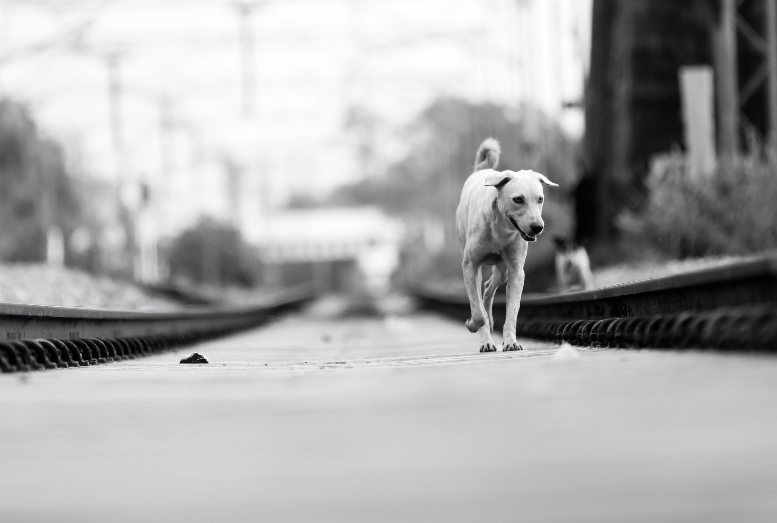 stray dog in black and white