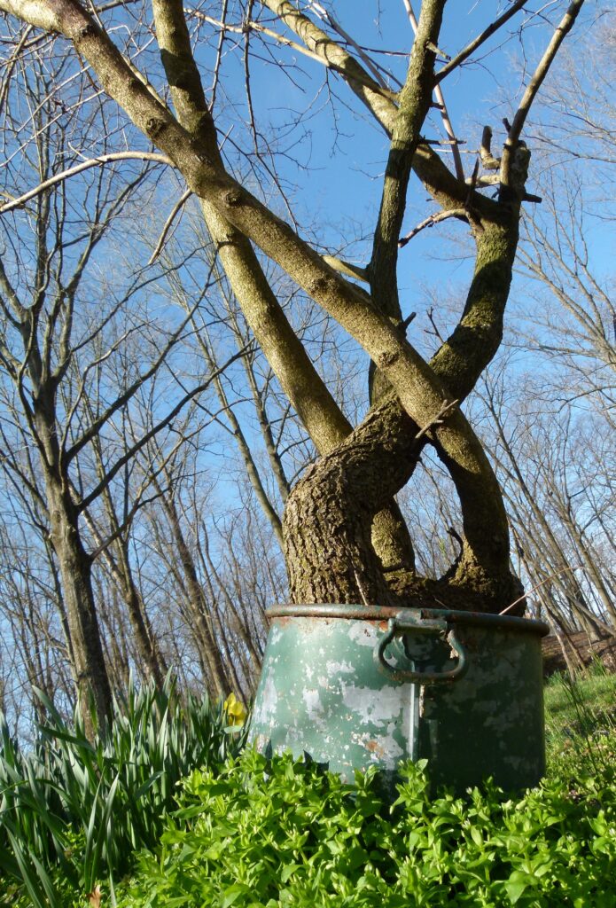 Ugly Trees The Common