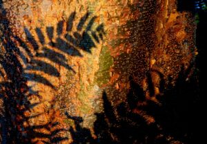 Image of shadows of a fern and other plants reflecting against the background of tree bark in golden hour sunlight.