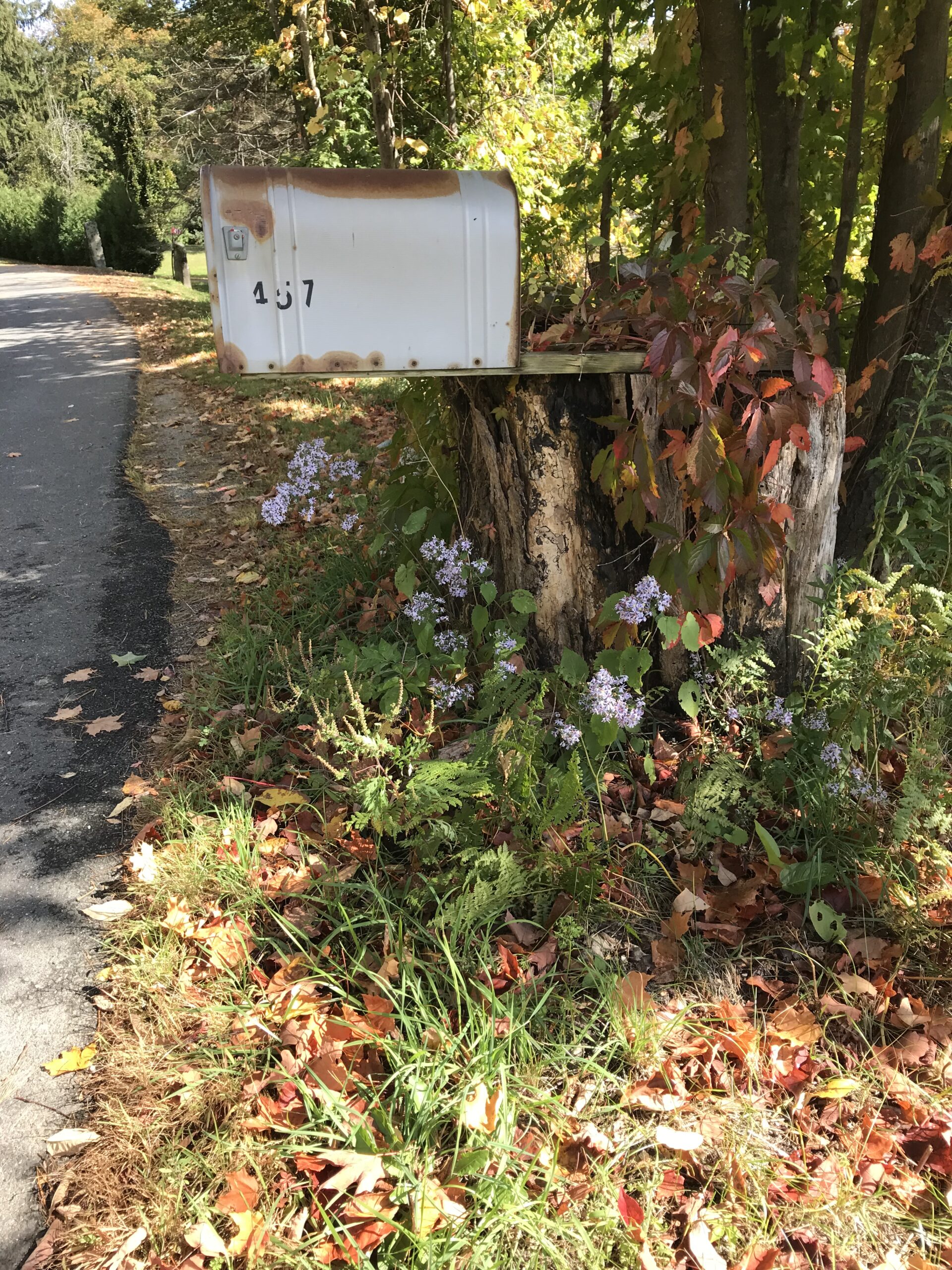 white mailbox on the side of a road