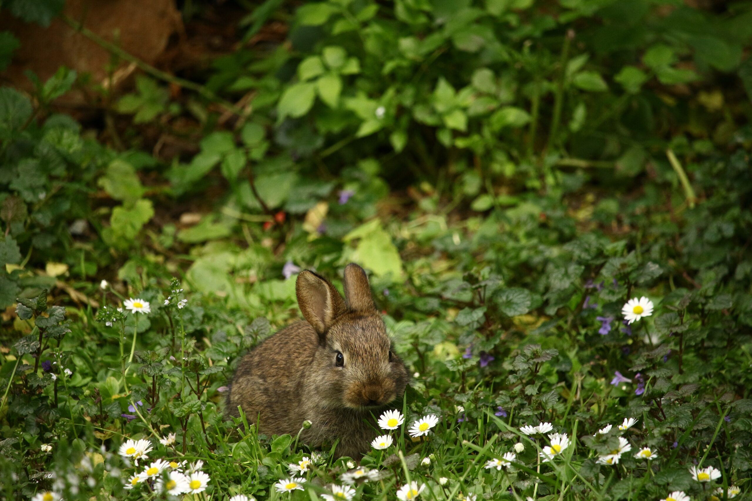 Brown rabbit in grass