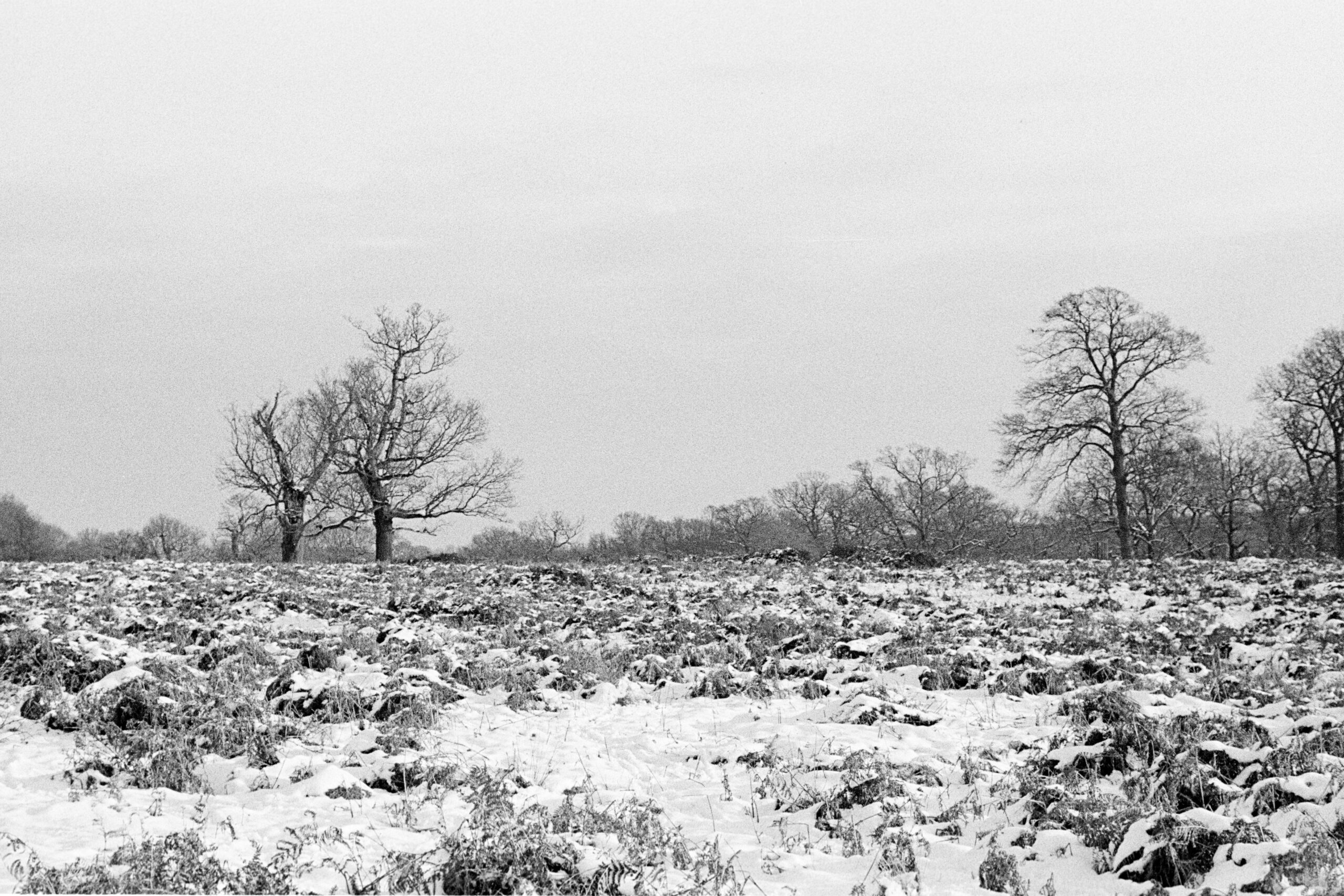 Image of a barren winter landscape.
