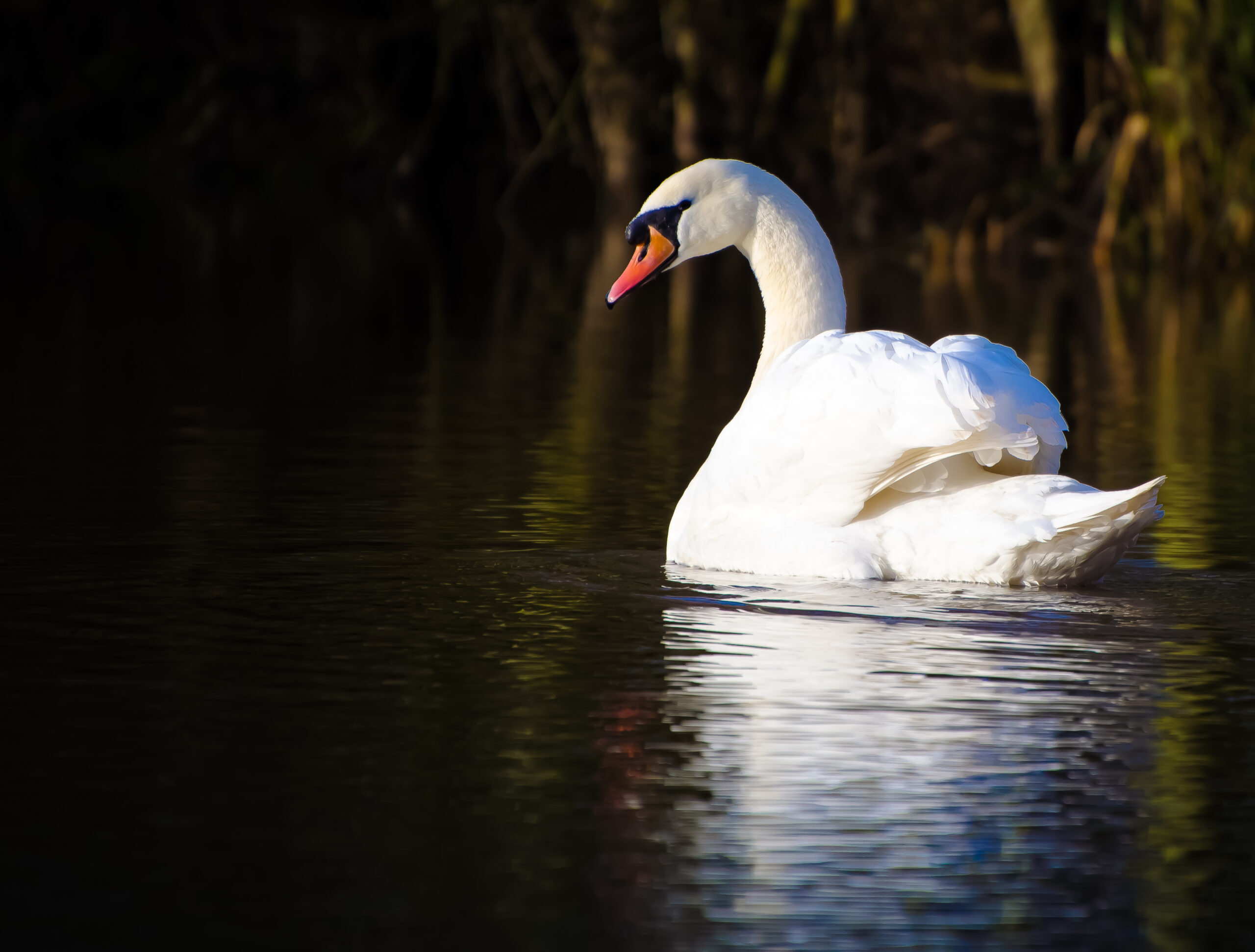 Swan swimming, reflected by the pond underneath. Background slightly fades into darkness on the left side