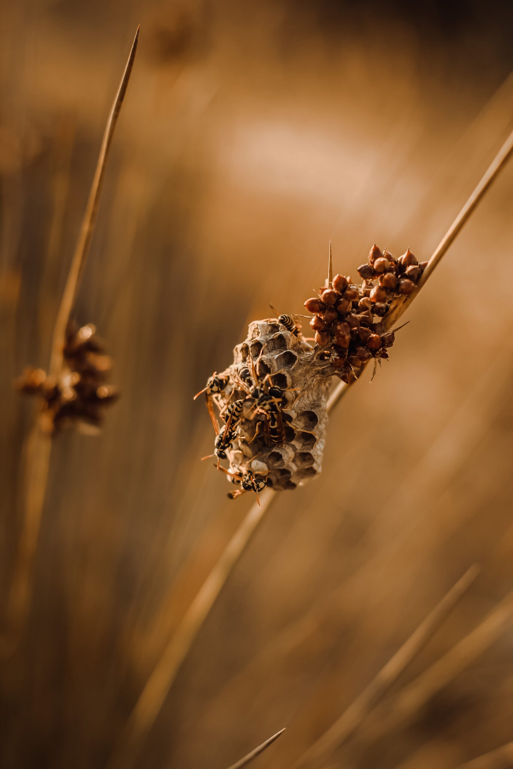 Kafka’s Bee & Flower Love Poem