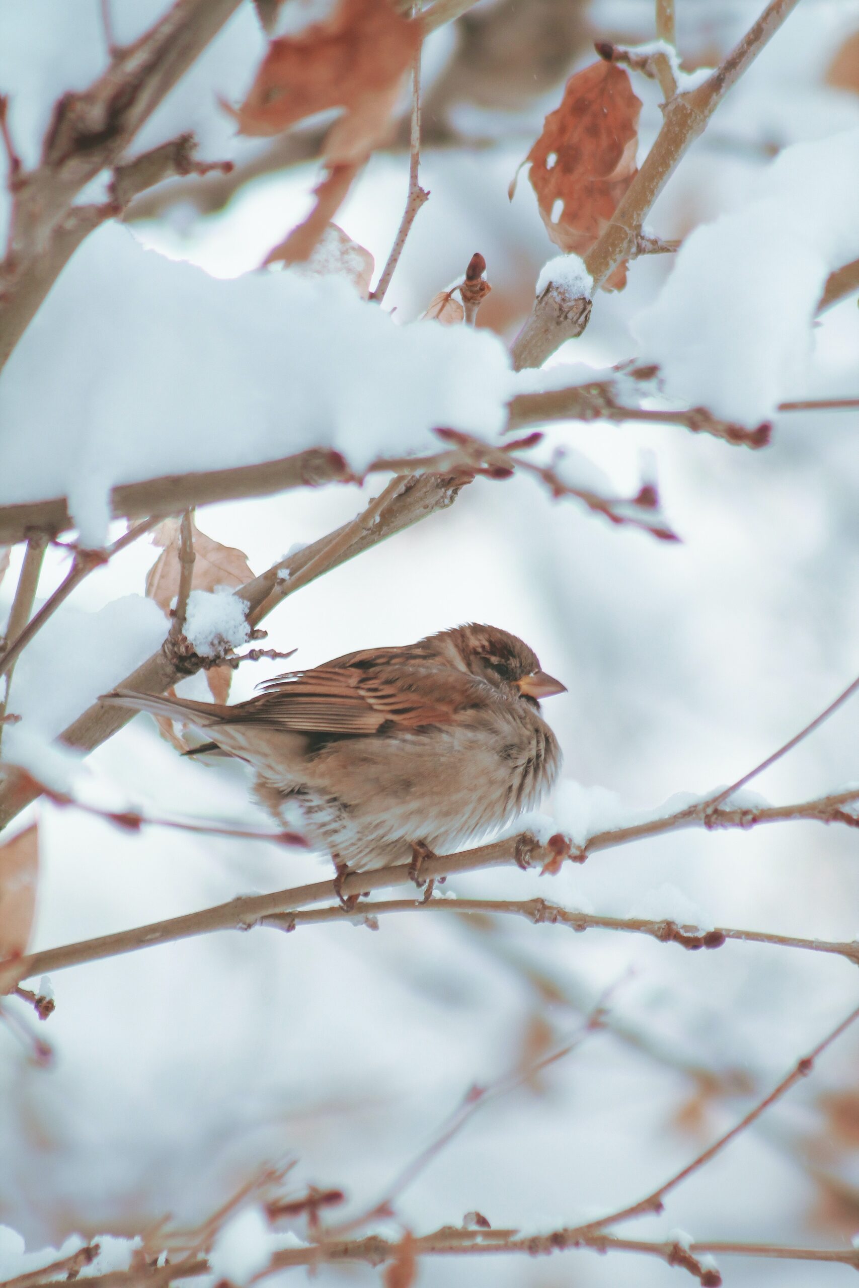 Bird on Snowy Branch