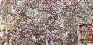 Image of a flowering tree with pink blossoms.