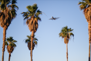 Palm trees and an airplane in the sky.
