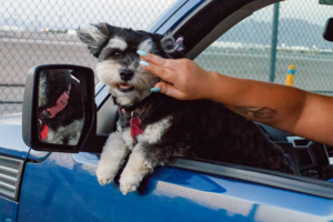 Small dog sticking out of the window of a blue car.