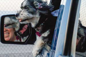 Small dog sticking out of the car window and a woman's face visible through the side mirror.