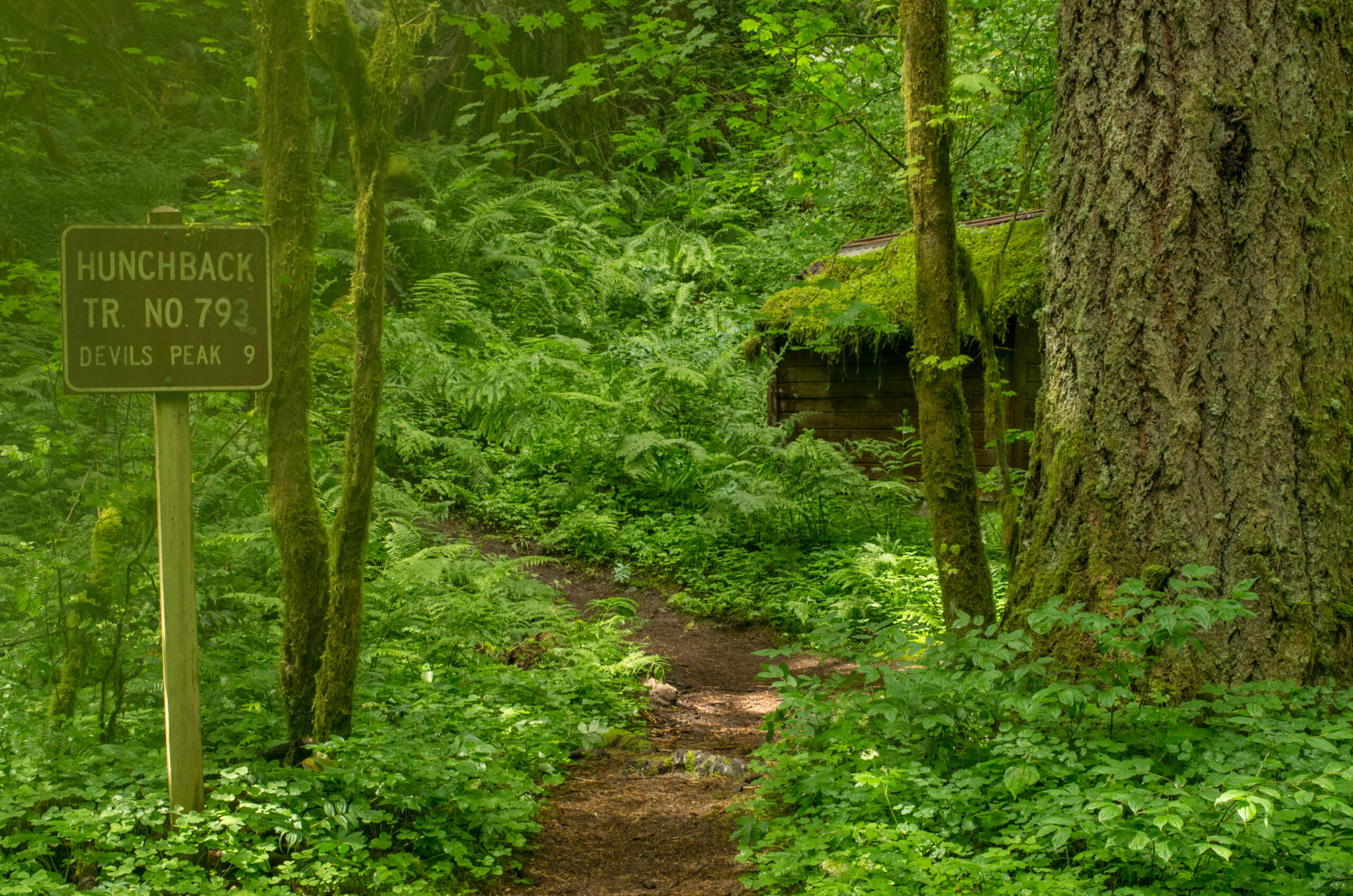 Image of an intensely green trailhead.
