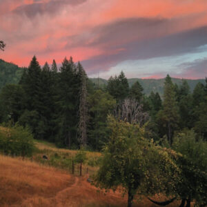 Image of trees in the sunset