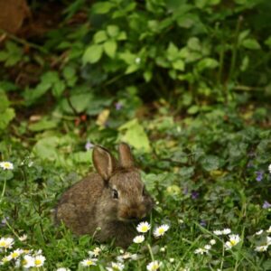 Rabbit sitting in the grass.