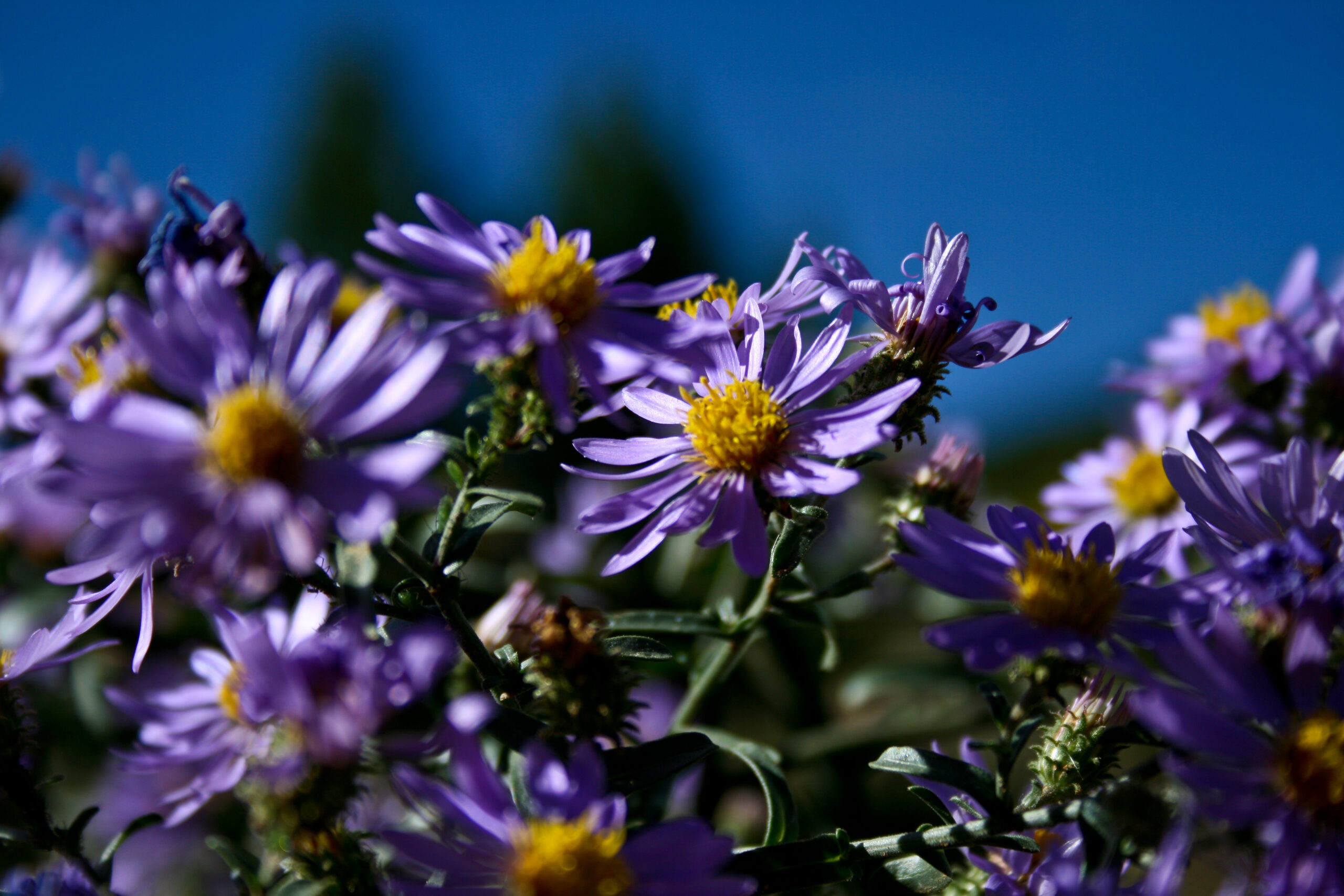 image of asters