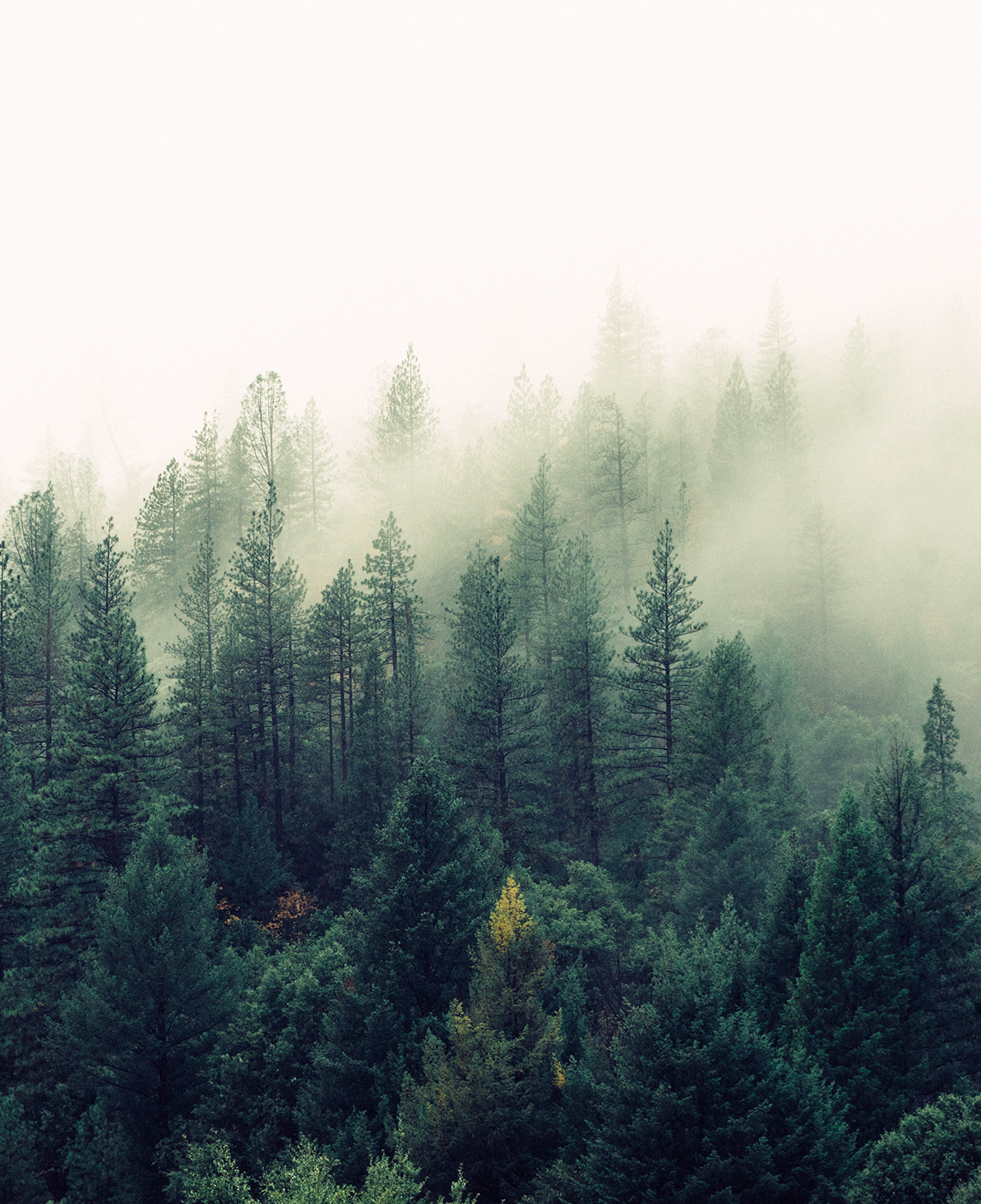 Image of a foggy evergreen forest