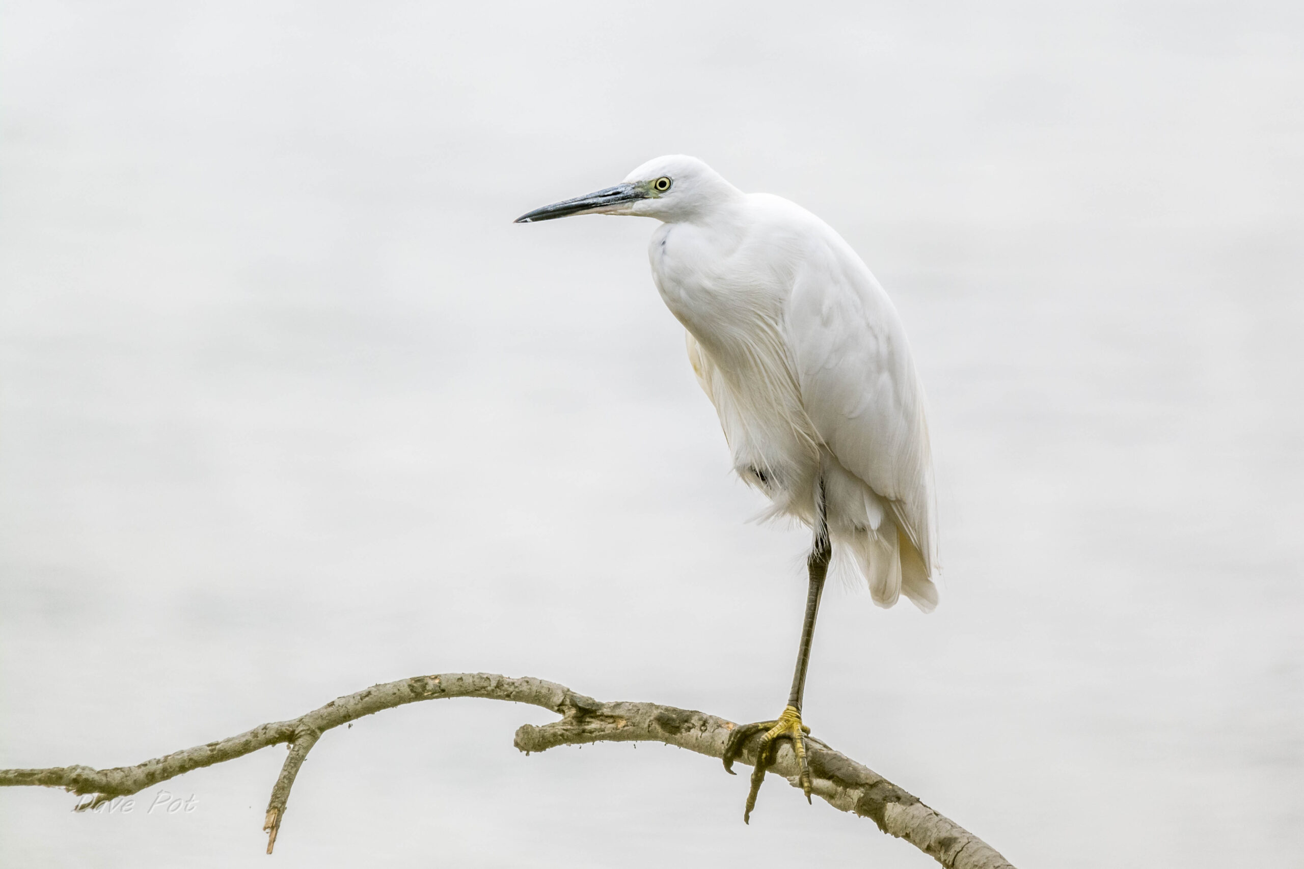 Image of a white egret standing upon a branch against a white landscape