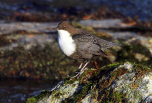 A photo of a dipper bird standing against a rock.
