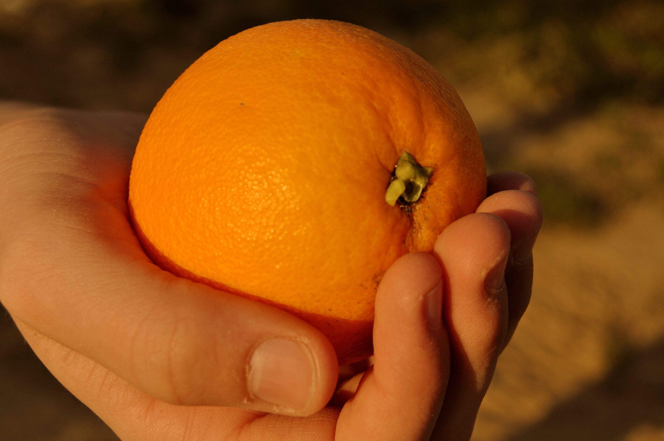 Image of an orange cupped in a hand