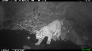 A bobcat descends on a frozen riverbed, crouched down and ears alert. The image is taken in black-and-white night vision. The frame indicates that it was captured at 7:49 PM on December 6, 2018. The upper-right corner indicates the temperature and moon phase.