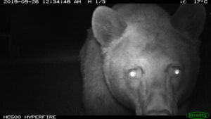 A black bear faces the camera close-up and head-on. Its eyes glow white. The image was taken in black-and-white night vision. The frame indicates that it was captured at 12:34 AM on September 26, 2019. The upper-right corner indicates the temperature and moon phase.