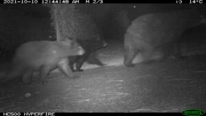 A family of black bears (two large cubs following a mother) walks to the right. The image is taken in black-and-white night vision. The frame indicates that the image was captured at 12:44 AM on October 10, 2021. The upper-right corner indicates the temperature and moon phase.