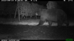 A large black bear treks to the left across soil. Rows of trees form the backdrop. The image was taken in black-and-white night vision, at 3:28 AM on September 14, 2022. The upper-right corner indicates the temperature and moon phase.