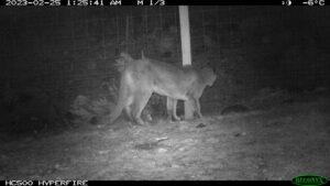 A cougar pauses besides a wire fence, facing away from the camera. Its tail is relaxed and it is leaning forward slightly, as if observing something. The image is in black-and-white night vision, and it was captured at 1:25 AM on February 25, 2023. The temperature and moon phase are indicated in the upper-right corner.