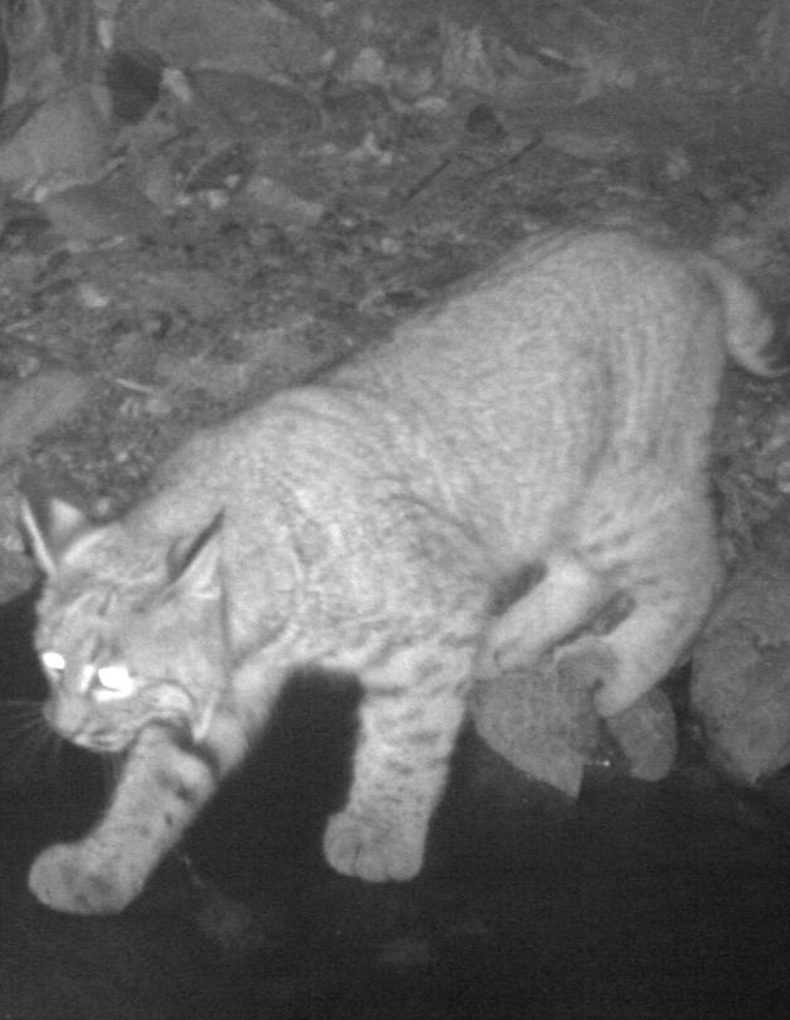 A bobcat descends on a frozen riverbed, crouched down and ears alert. The image is taken in black-and-white night vision. The frame indicates that it was captured at 7:49 PM on December 6, 2018. The upper-right corner indicates the temperature and moon phase.