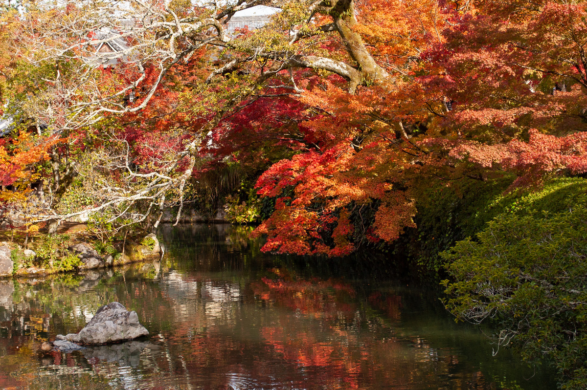 Image of trees with red and orange leaves over a pond at the Eikando Temple