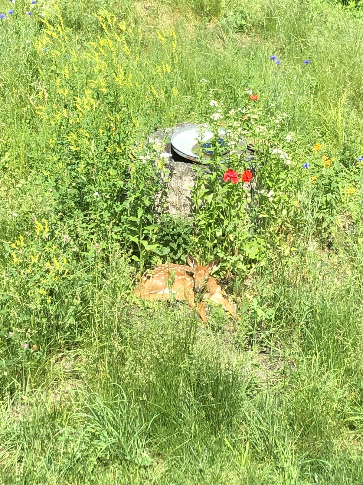 Deer in Grass