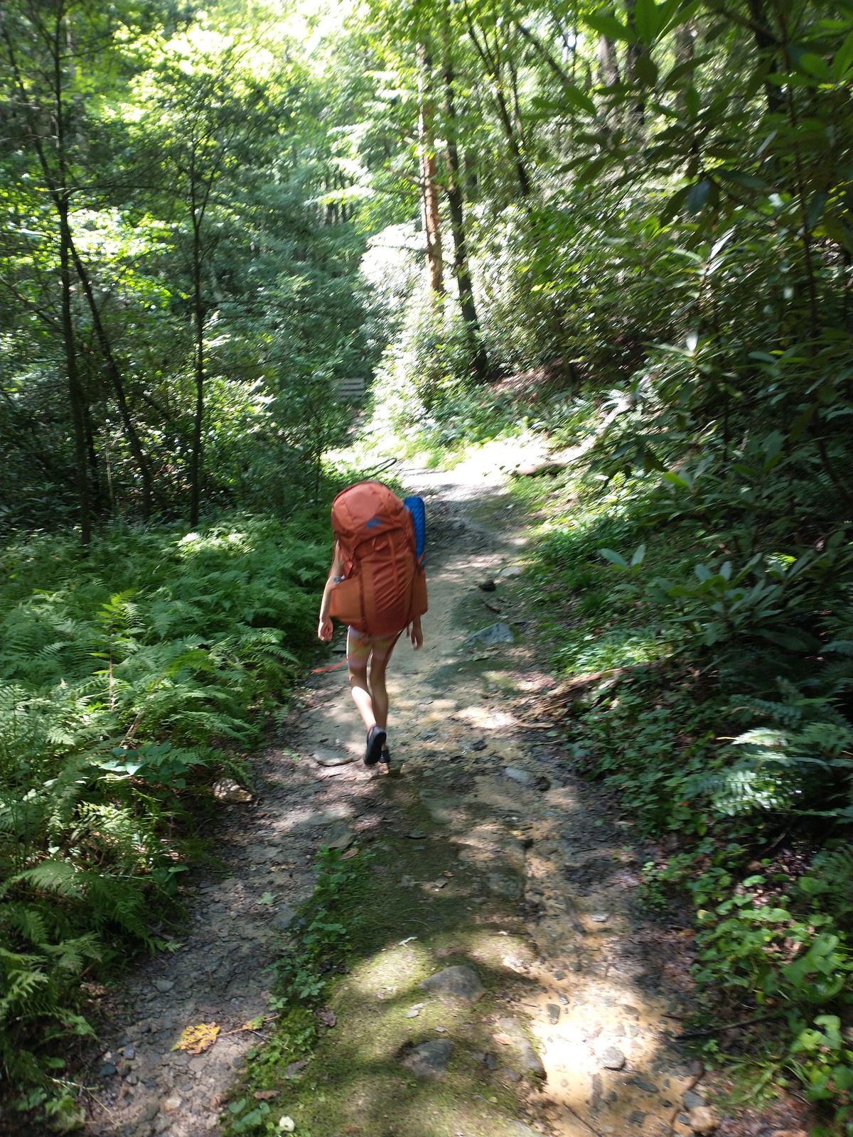 person with an orange bag walking through the dirt paths in a sun-spotted forest