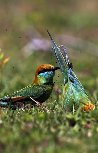 The Bee-Eaters