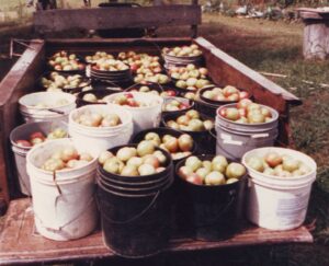 Buckets of freshly picked apples