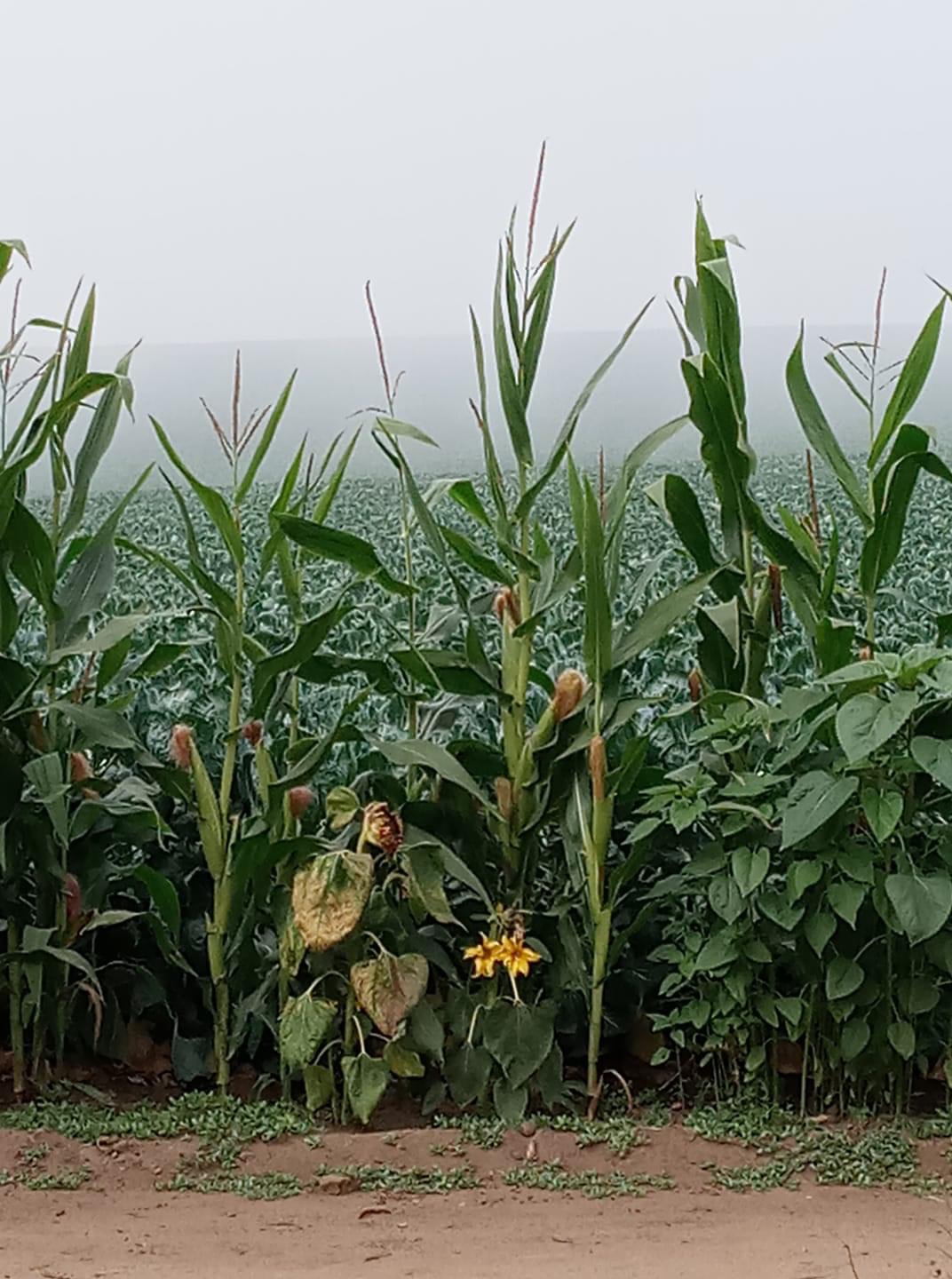 In the Fields