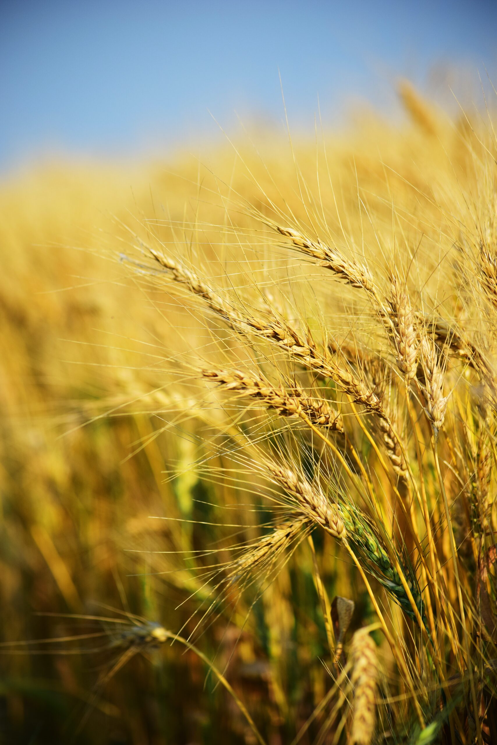 a golden field of wheat