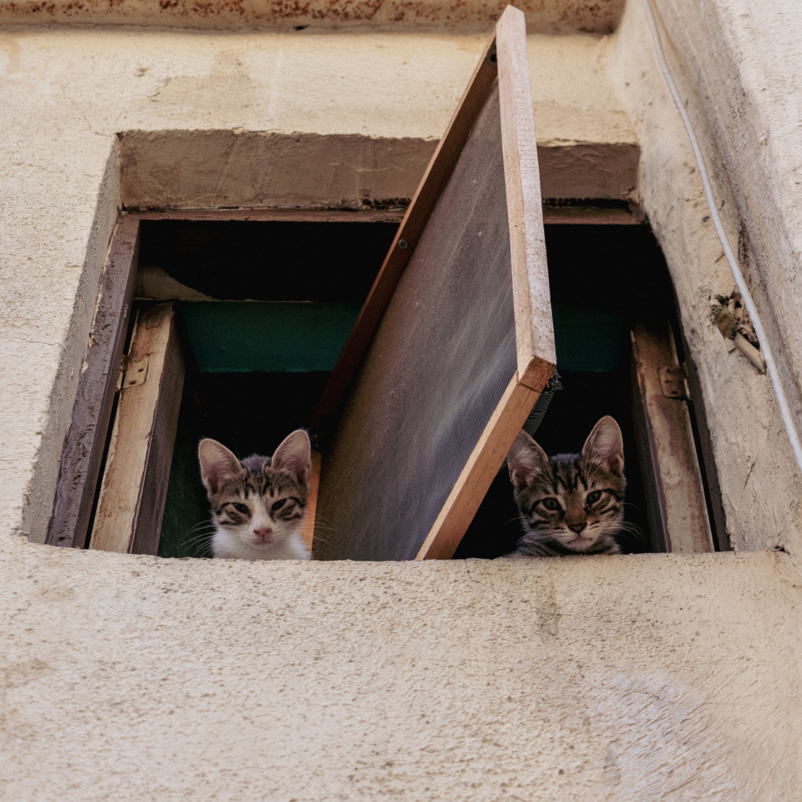 image of two cats looking out of a window