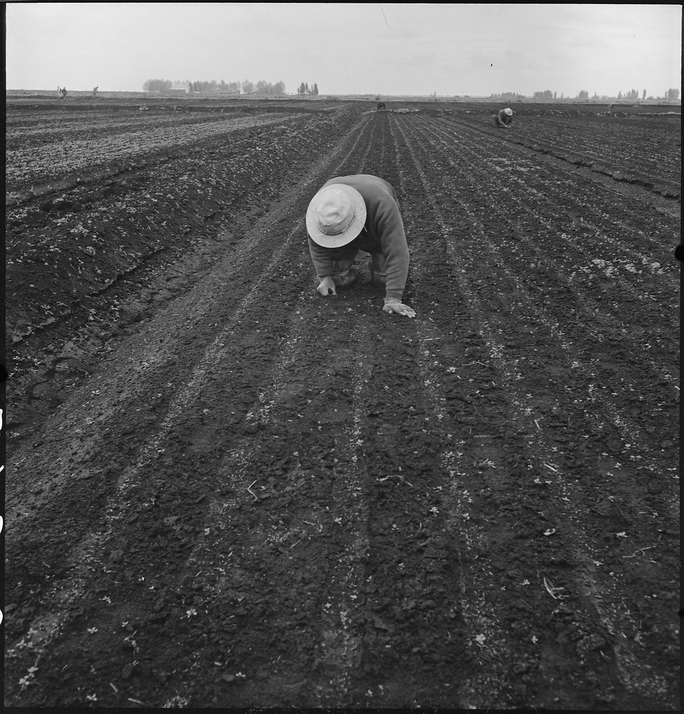 man in a white hat weeding a celery field