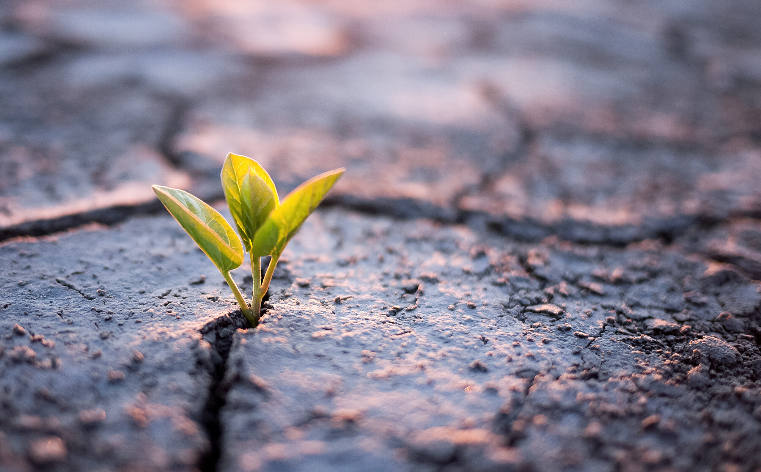A small plant sprout pokes through cracked, dry earth.