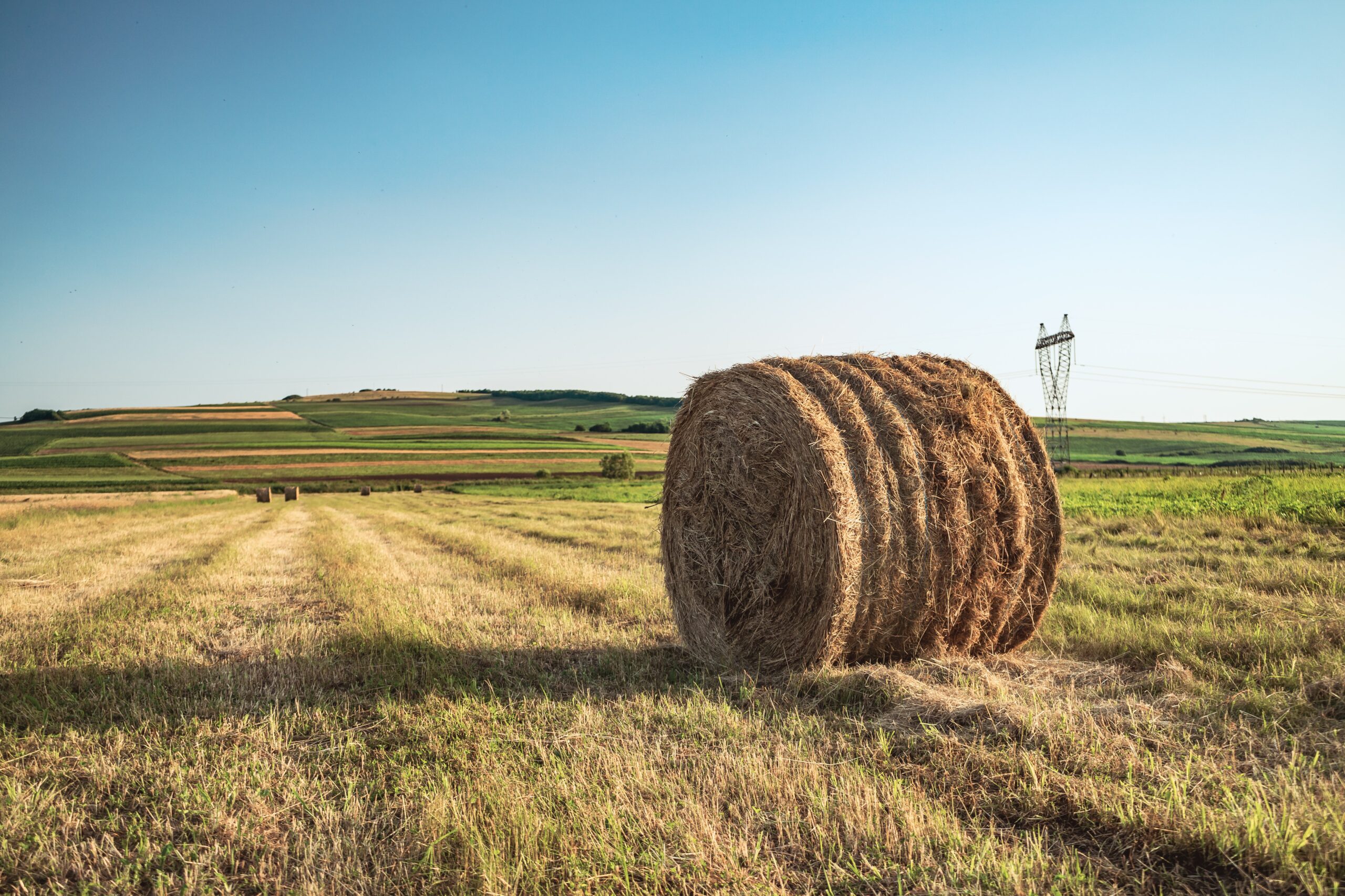 Straw vs Hay: What's the difference?Wells Brothers Pet, Lawn