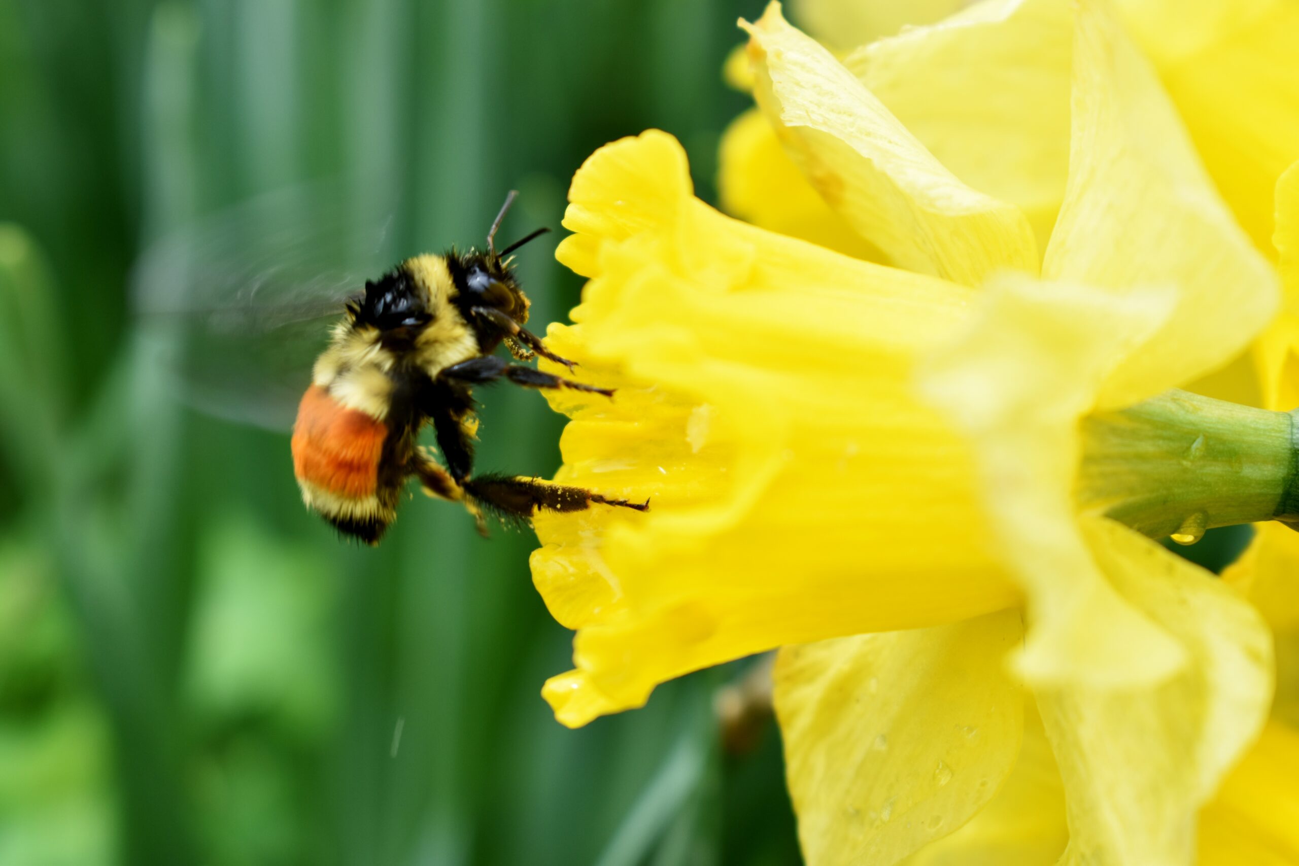 A bumblebee on a daffodil