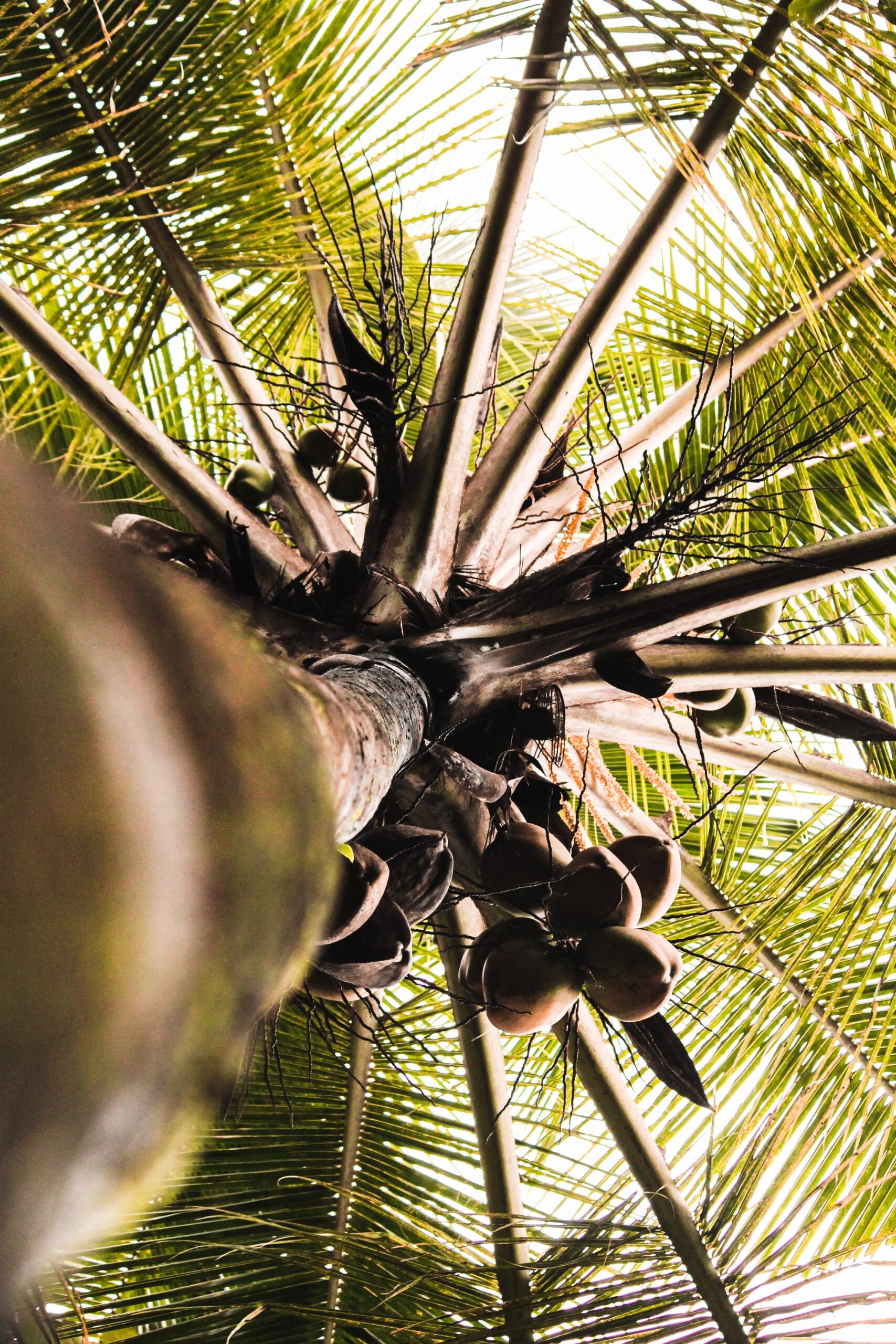 Coconut Tree