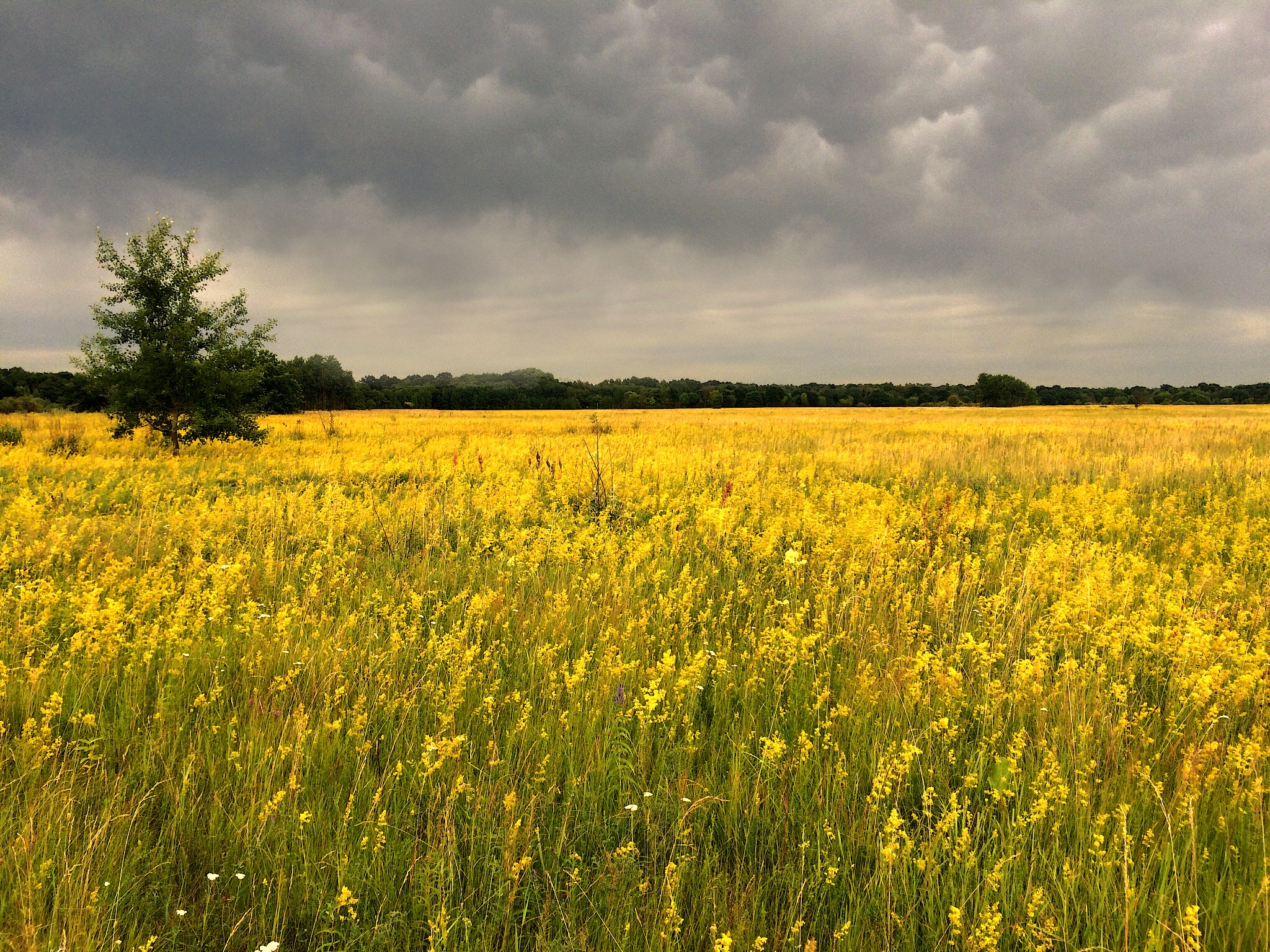 Meadow with thunderclouds looming